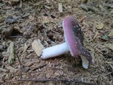 Russula mariae image