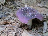 Russula mariae image