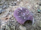 Russula mariae image