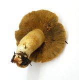Cortinarius rubicundulus image