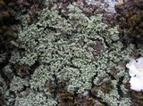 Leprocaulon microscopicum image