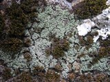 Leprocaulon microscopicum image