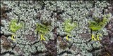 Leprocaulon microscopicum image