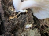 Pleurotus pulmonarius image