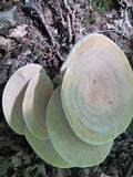Bondarzewia berkeleyi image