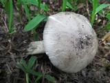 Amanita sect. Vaginatae image