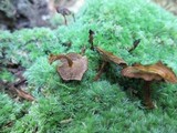 Coltricia cinnamomea image