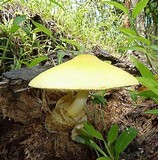 Volvariella bombycina var. flaviceps image