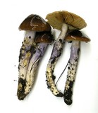 Cortinarius vanduzerensis image