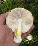 Volvariella bombycina var. flaviceps image
