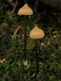 Entoloma conicum image