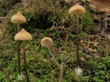 Entoloma conicum image
