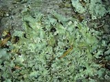 Flavopunctelia flaventior image