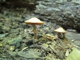 Conocybe rugosa image