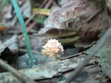 Xylaria cubensis image