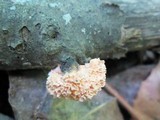 Xylaria cubensis image