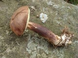 Imleria badia image
