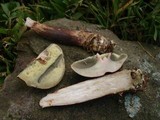 Imleria badia image