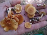 Gymnopilus penetrans image