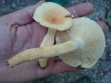 Lactarius volemus var. flavus image