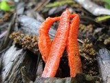 Pseudocolus fusiformis image