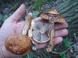 Hemistropharia albocrenulata image