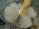 Hemistropharia albocrenulata image