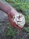 Thelephora vialis image