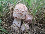Chlorophyllum rachodes image
