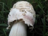 Chlorophyllum rachodes image
