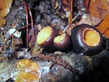 Galiella rufa image