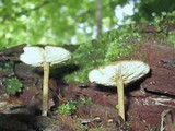 Callistosporium luteo-olivaceum image