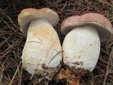 Boletus pseudopinophilus image