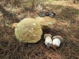 Boletus pseudopinophilus image