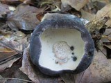 Tylopilus alboater image