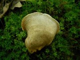 Lactarius marylandicus image
