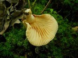 Lactarius marylandicus image