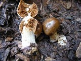 Cortinarius pinguis image