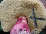 Boletus smithii image