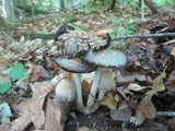 Coprinopsis variegata image