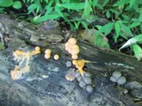 Lycogala epidendrum image