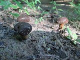 Boletus pulverulentus image