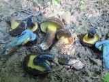 Boletus pulverulentus image