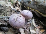 Tylopilus plumbeoviolaceus image