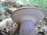 Tylopilus plumbeoviolaceus image