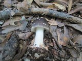 Amanita brunnescens image