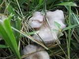 Lepista sordida image