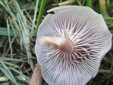Lepista sordida image