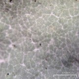 Parmotrema reticulatum image