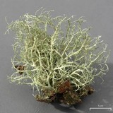 Ramalina willeyi image